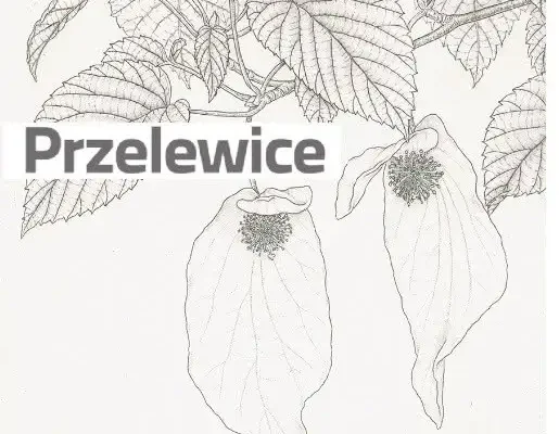 Przelewice: Ważne sprostowanie w sprawie płatności III raty podatku