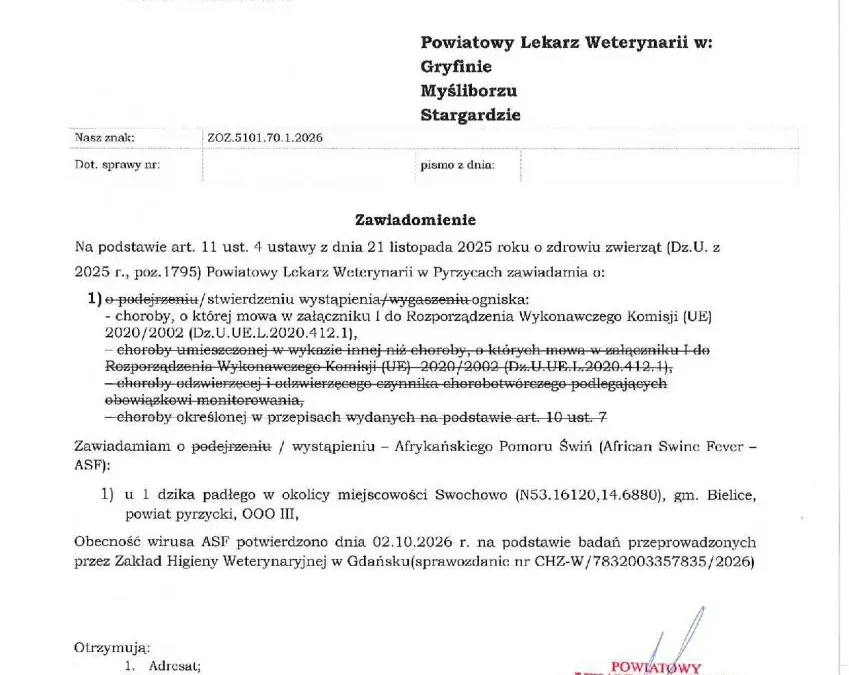ASF w powiecie pyrzyckim. Padły dzik w okolicy Swochowa zakażony wirusem